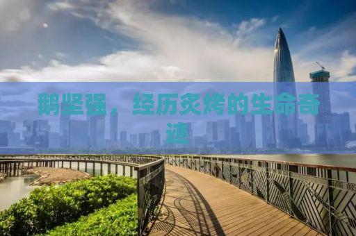 鹅坚强，经历炙烤的生命奇迹