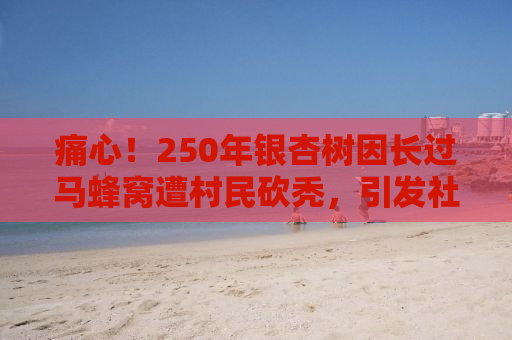 痛心！250年银杏树因长过马蜂窝遭村民砍秃，引发社会关注与反思