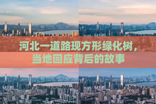 河北一道路现方形绿化树，当地回应背后的故事
