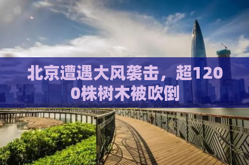 北京遭遇大风袭击，超1200株树木被吹倒