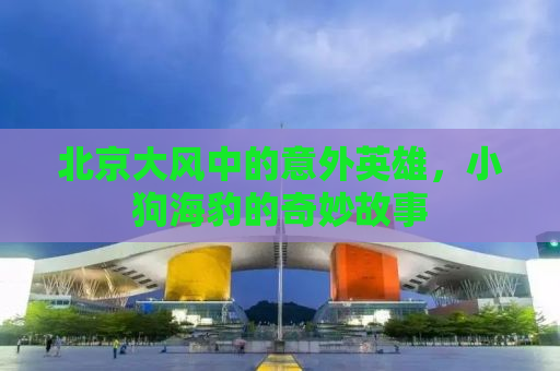 北京大风中的意外英雄，小狗海豹的奇妙故事