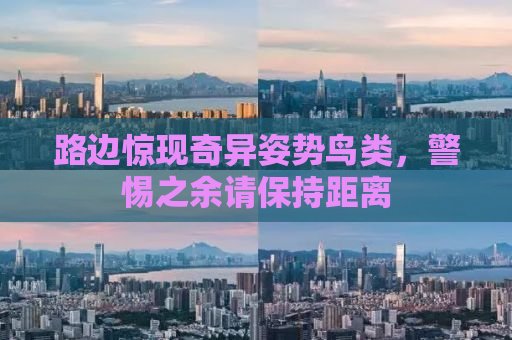 路边惊现奇异姿势鸟类，警惕之余请保持距离