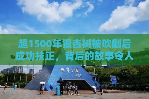 超1500年银杏树被吹倒后成功扶正，背后的故事令人动容