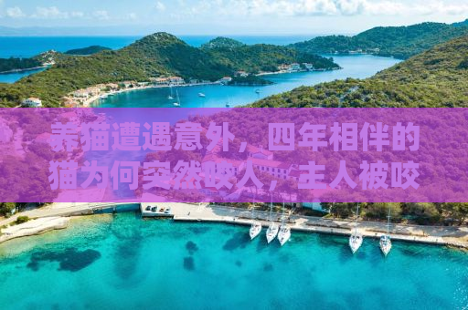 养猫遭遇意外，四年相伴的猫为何突然咬人，主人被咬到需要输液一周？