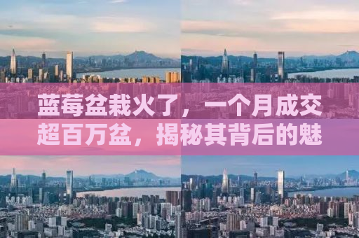 蓝莓盆栽火了，一个月成交超百万盆，揭秘其背后的魅力与趋势