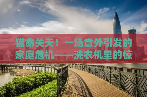 猫命关天！一场意外引发的家庭危机——洗衣机里的惊魂五分钟